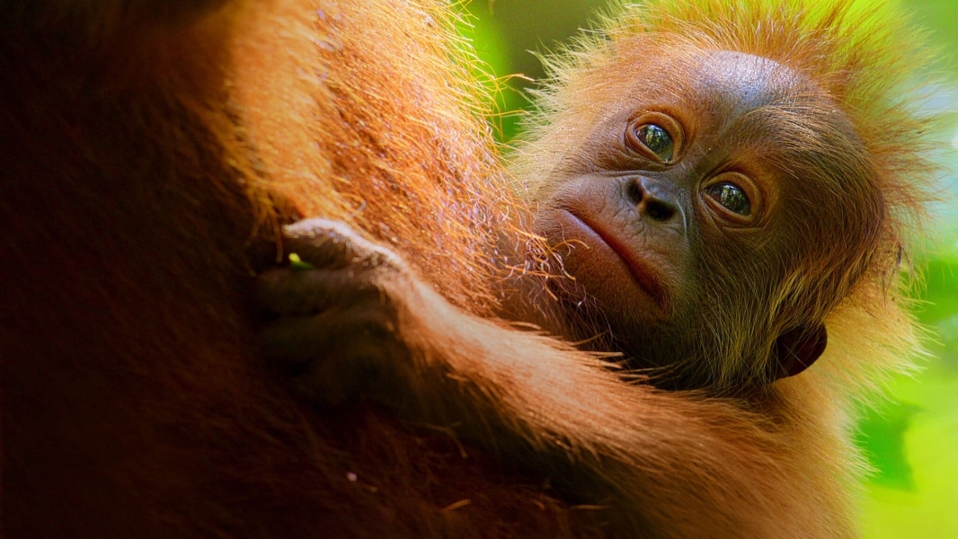 Secret Lives of Orangutans