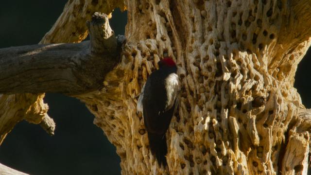 Big Bend: The Wild Frontier of Texas