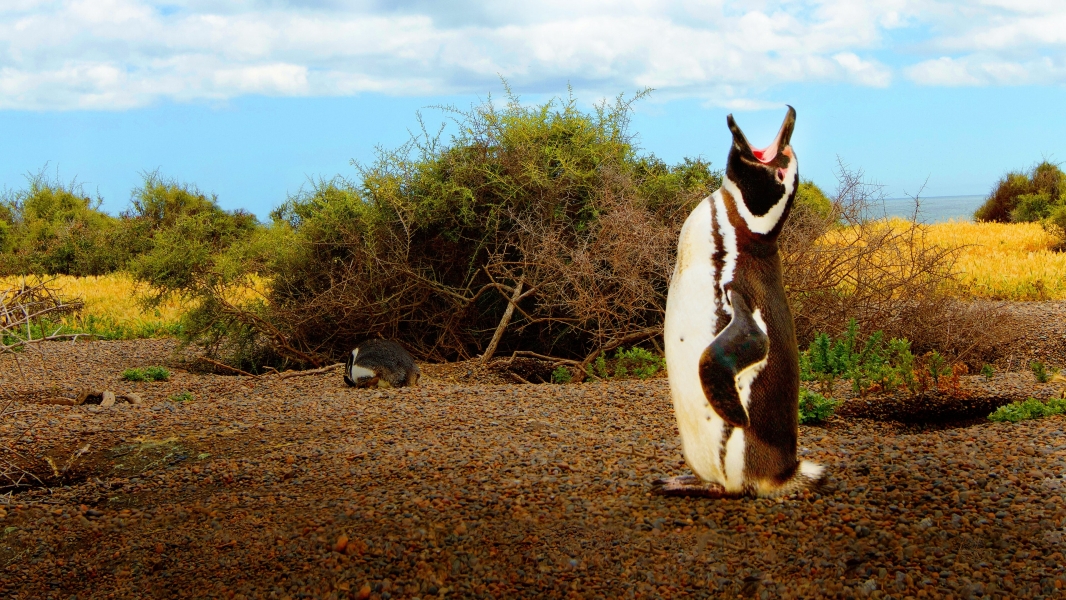 Wild Argentina